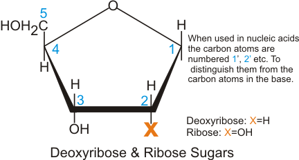 Ribose deoxyribose