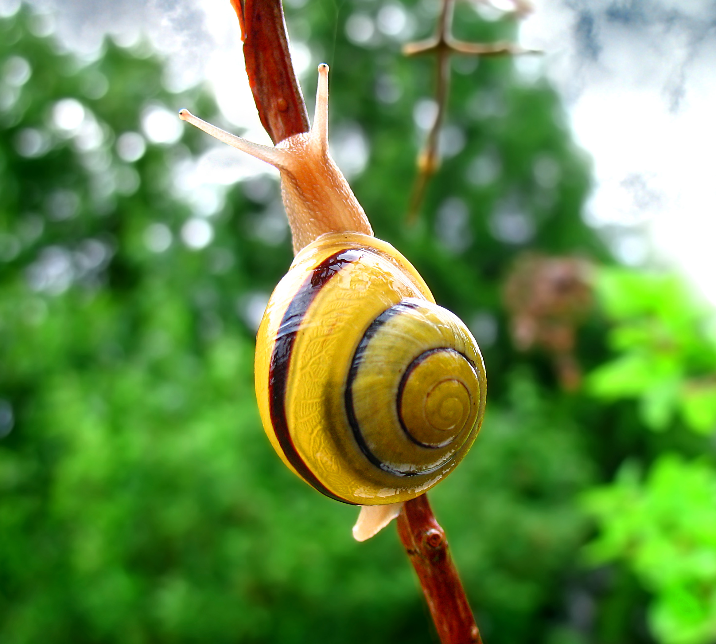 Snail Pictures