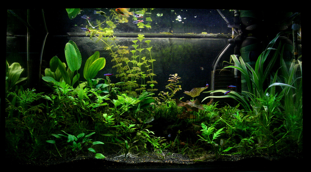 planted aquarium