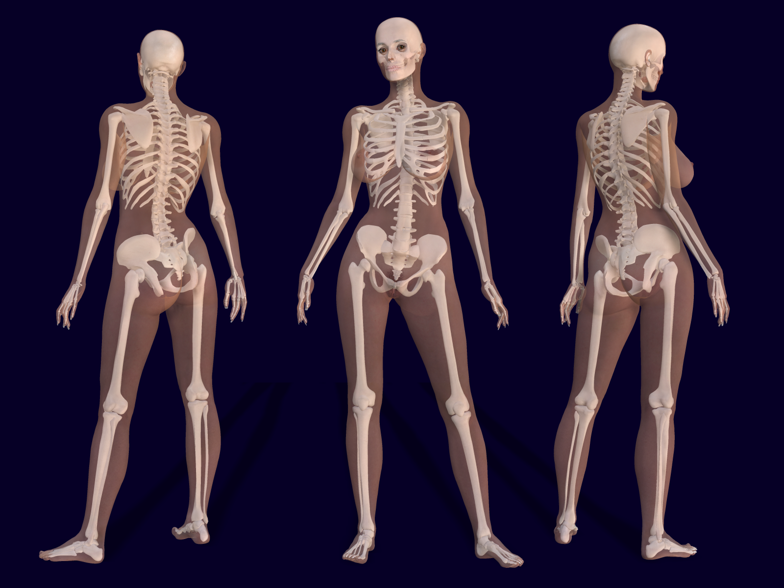 3D_Female_Skeleton_Anatomy.png