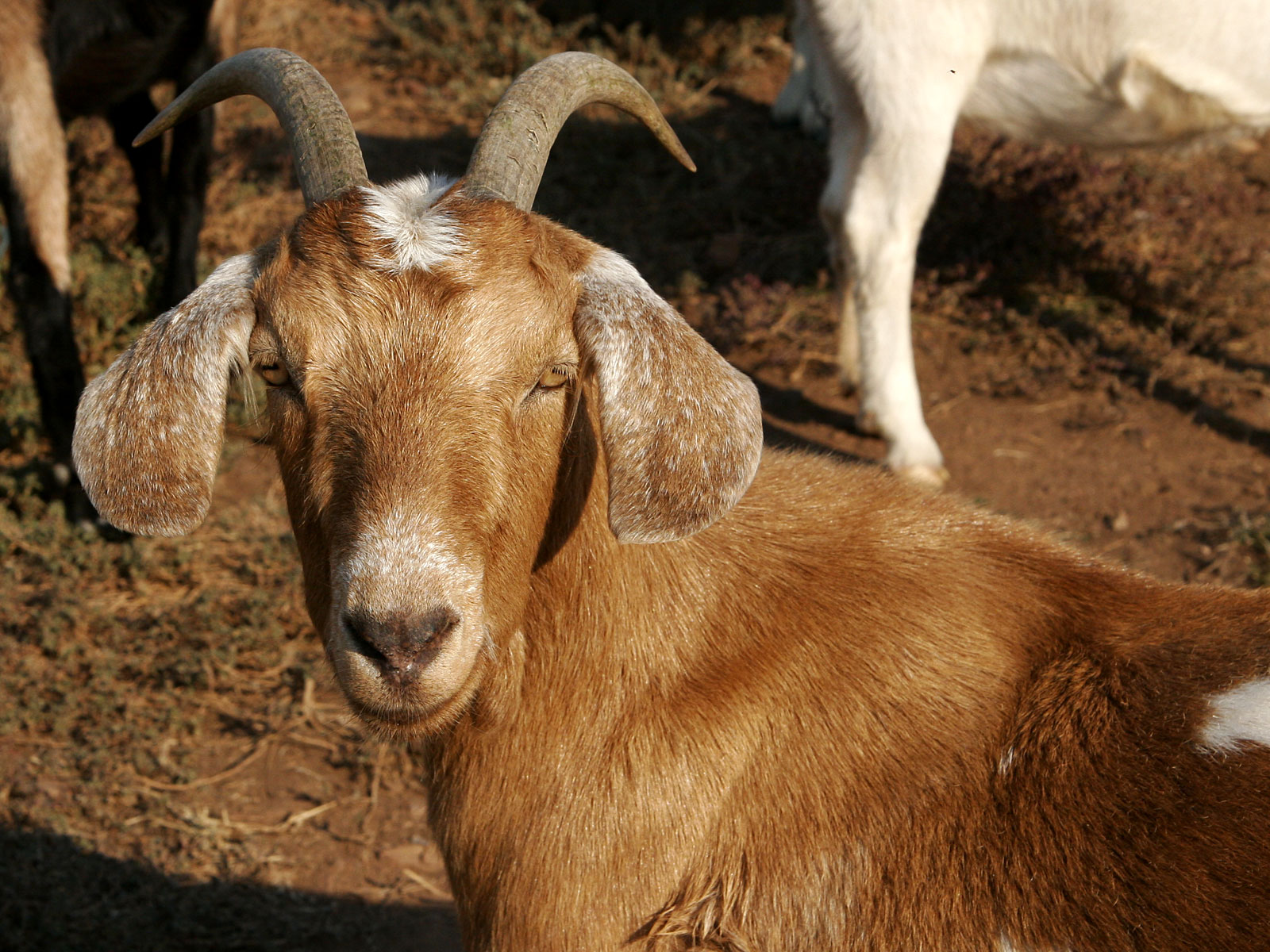 Blond Hair Goat Breeds - wide 6