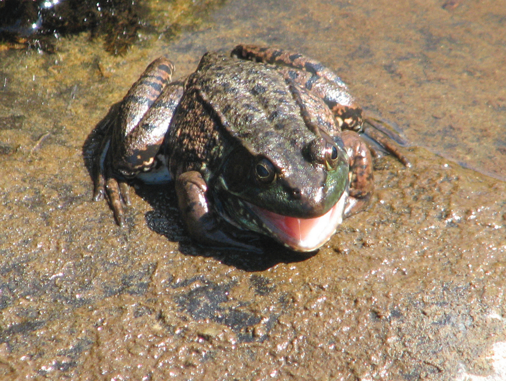 frog river