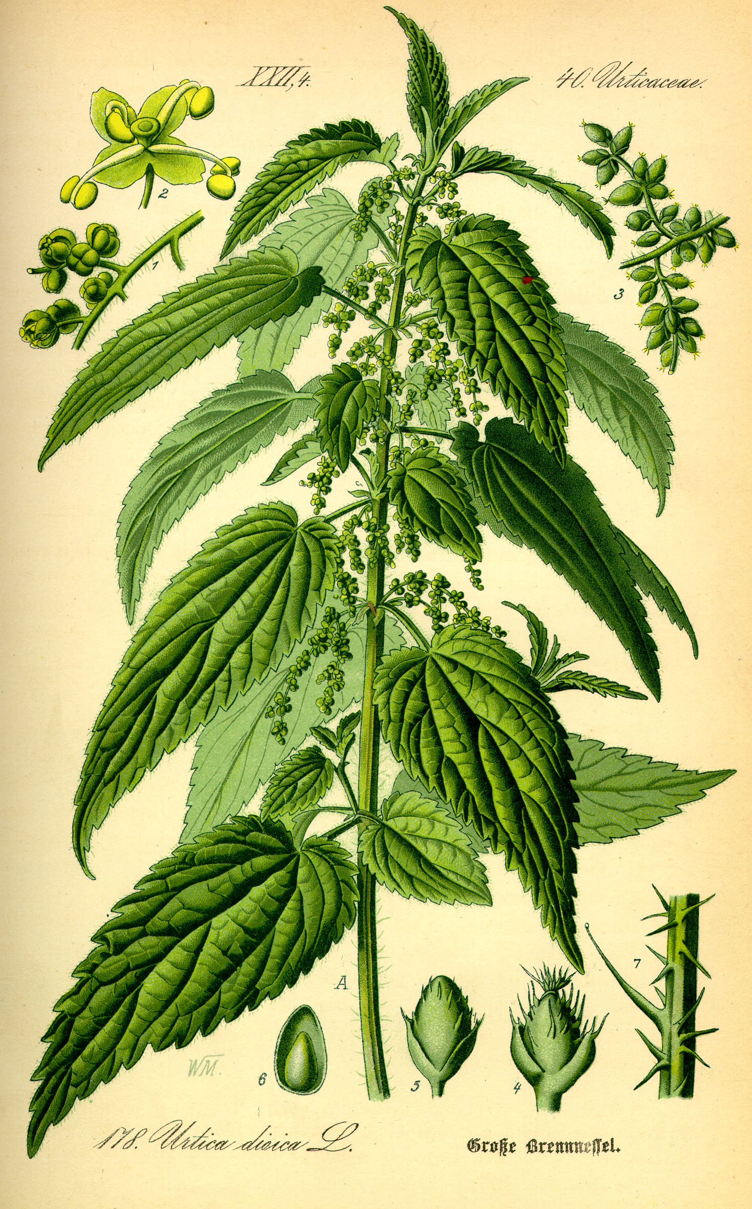 http://upload.wikimedia.org/wikipedia/commons/d/d2/Illustration_Urtica_dioica0.jpg