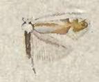 Phyllonorycter trinotella