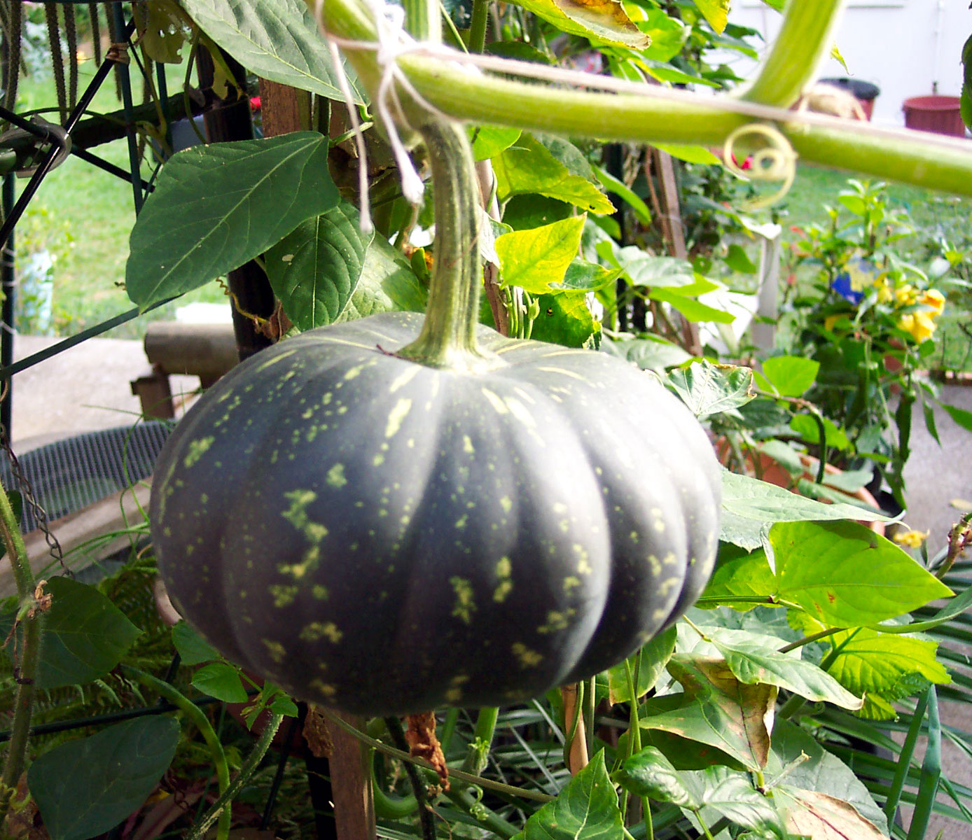 FilePumpkin with stalk.jpg Wikimedia Commons