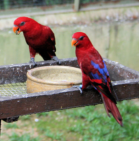 Red_Lory_%28Eos_bornea%29_-two_on_food_tray.jpg