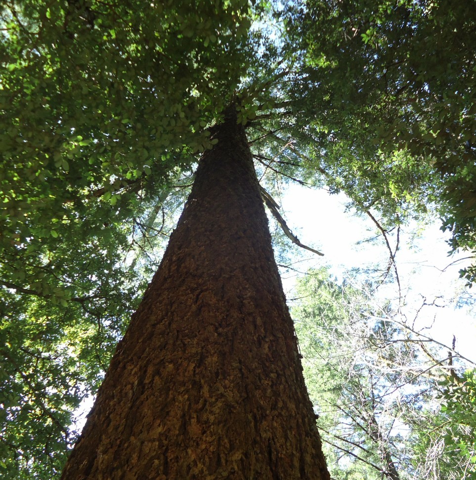Tree Tall