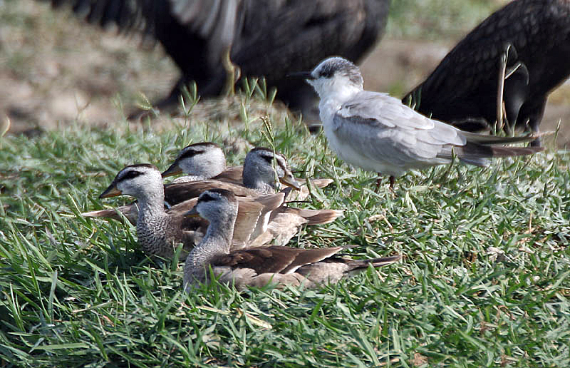 Cotton Pygmy-Geese (with Whiskered Tern)