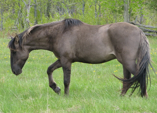 Banque de 'vieilles' photos [500 &+] Altamiro,_Purebred_Sorraia_Stallion