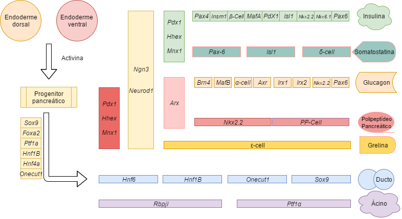 Diagrama-pâncreas