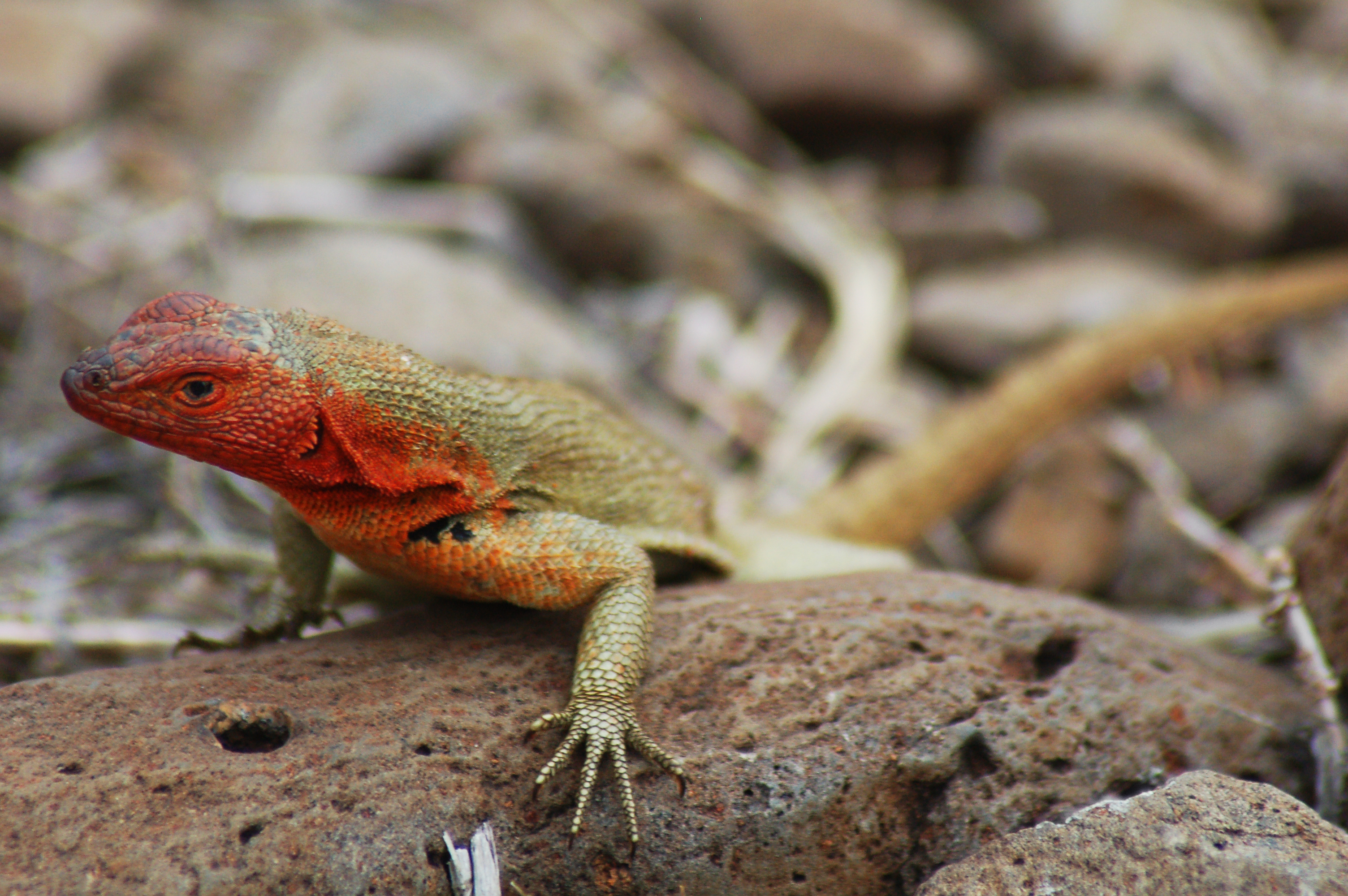 Galapagos Lizard