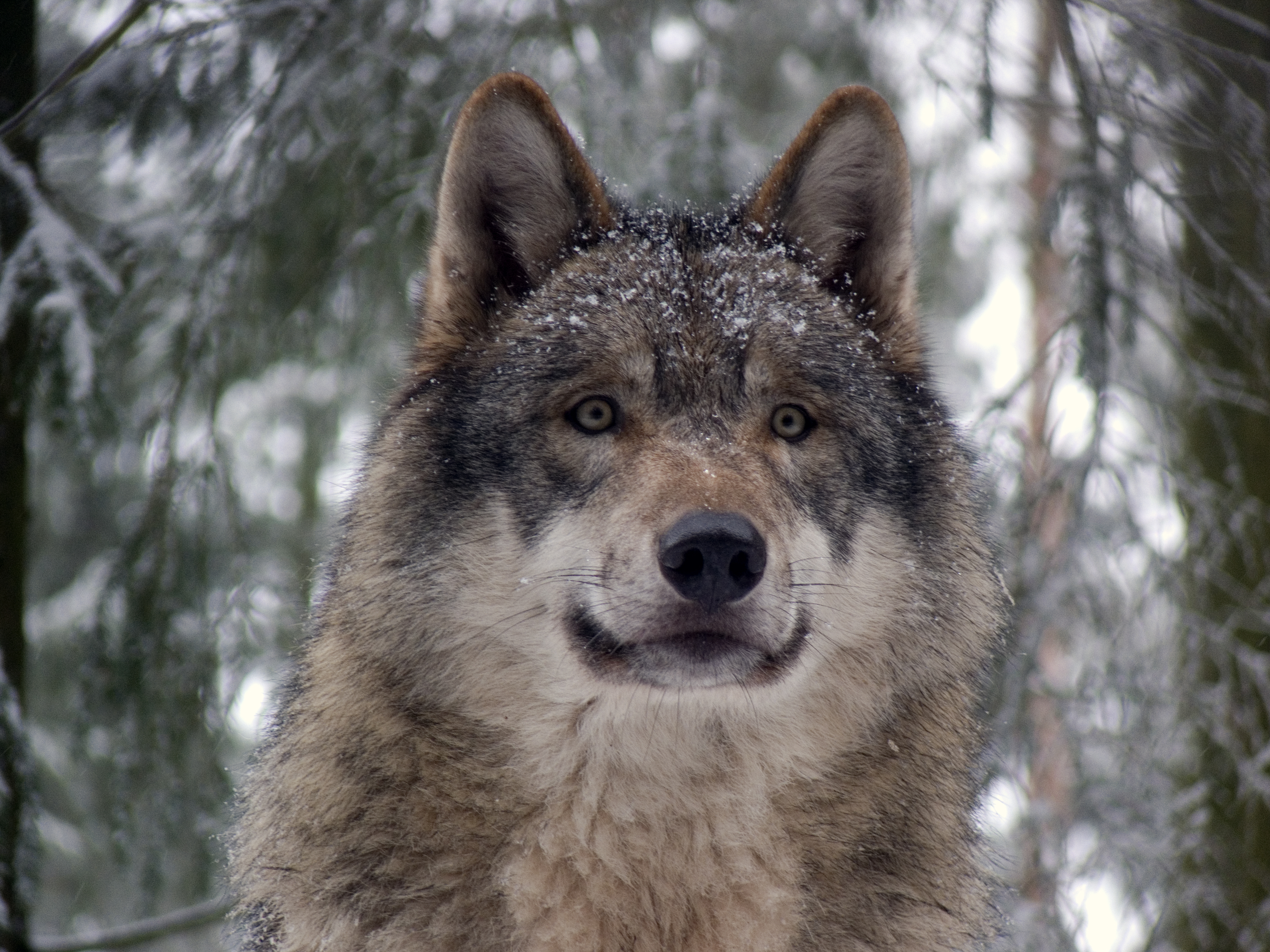 File:Grey wolf P1130270.jpg - Wikimedia Commons