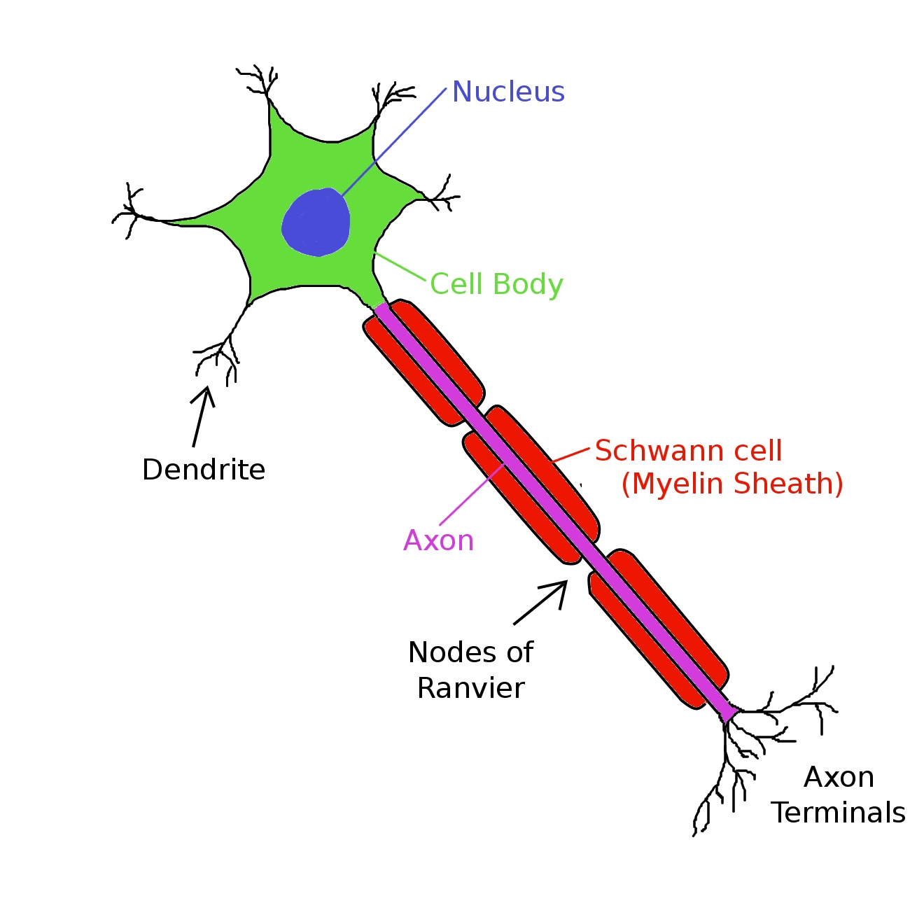 Neuronwriter