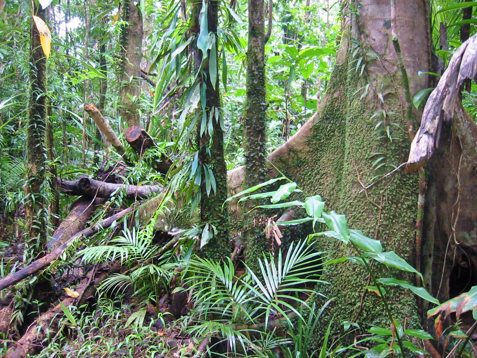 Tropical Rainforest Animals