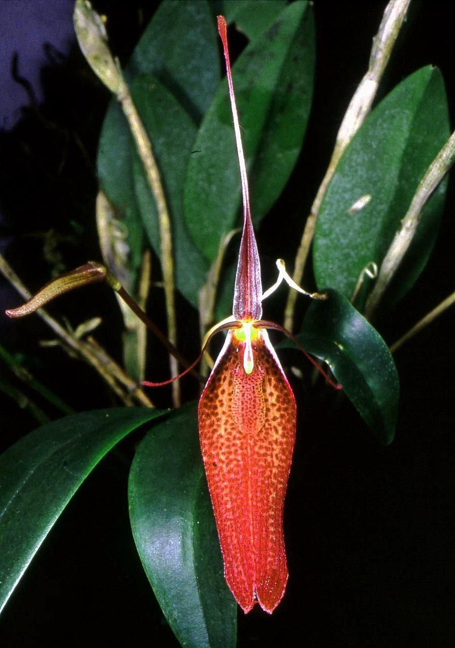 Restrepia contorta image