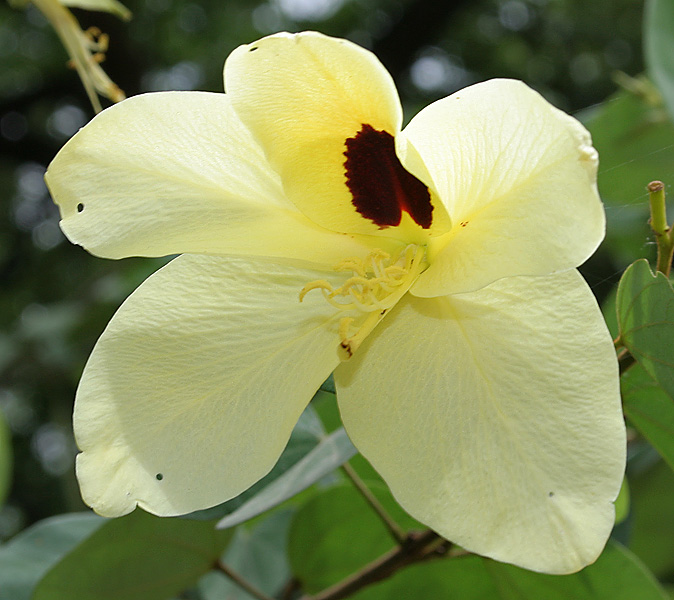 http://upload.wikimedia.org/wikipedia/commons/d/d4/Bauhinia_tomentosa_(Camel_foot_tree)_in_Hyderabad,_AP_W_IMG_9475.jpg