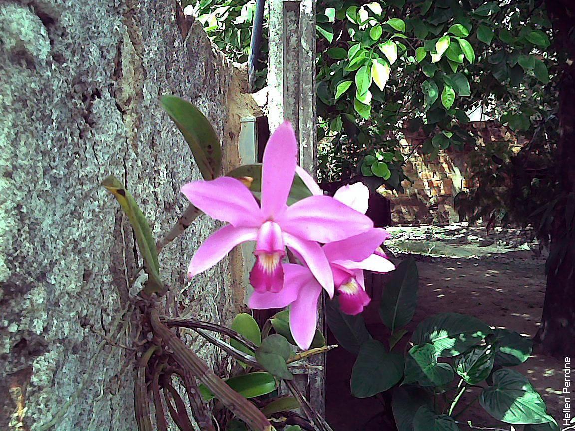 Cattleya violacea image