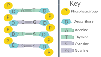 A diagram of DNA base pairing, demonstrating the basis for Chargaff's rules DNA Diagram.png