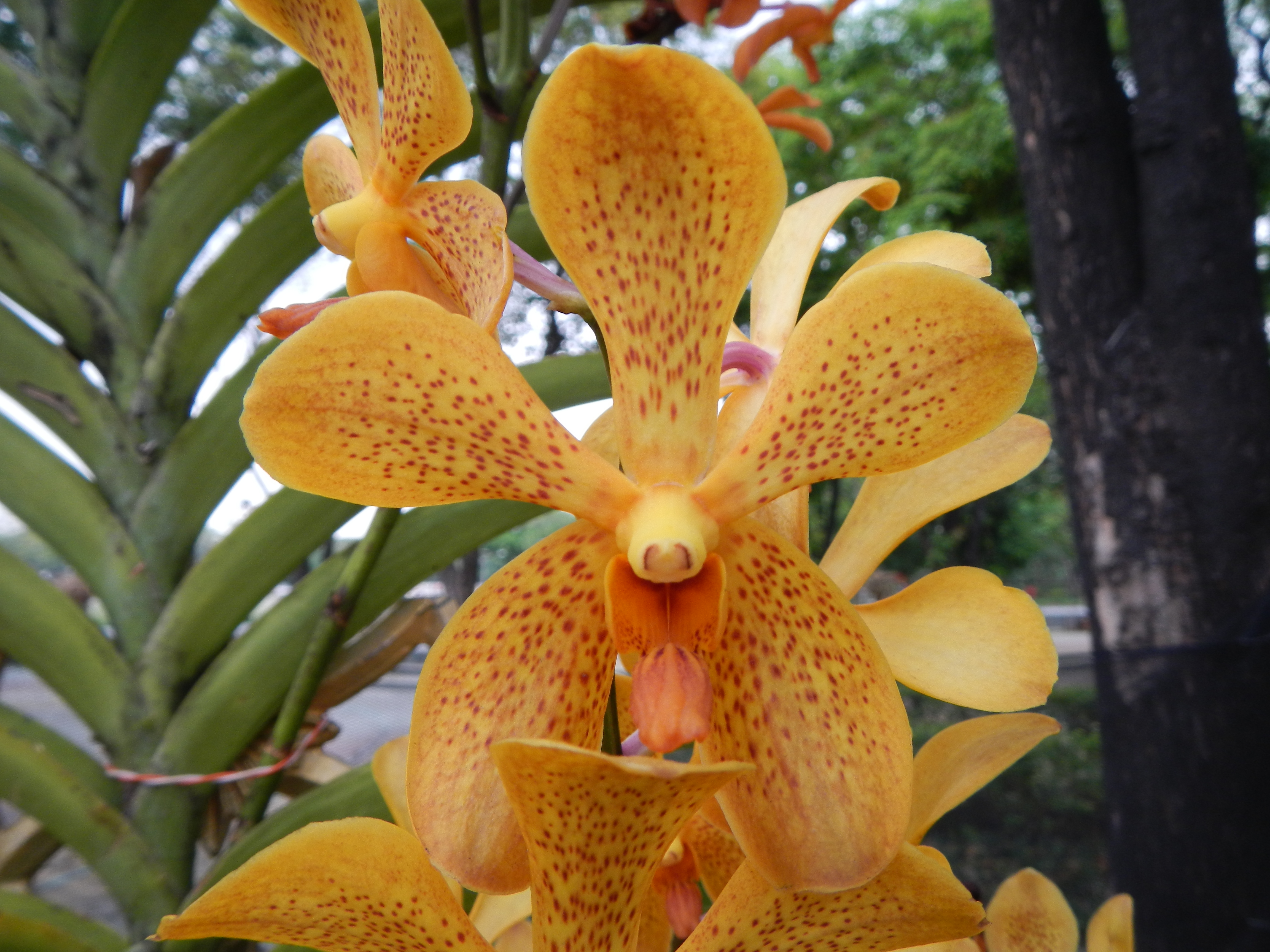 Photo of a yellow orchid