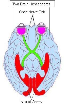 English: Optic nerve pair & two brain hemispheres