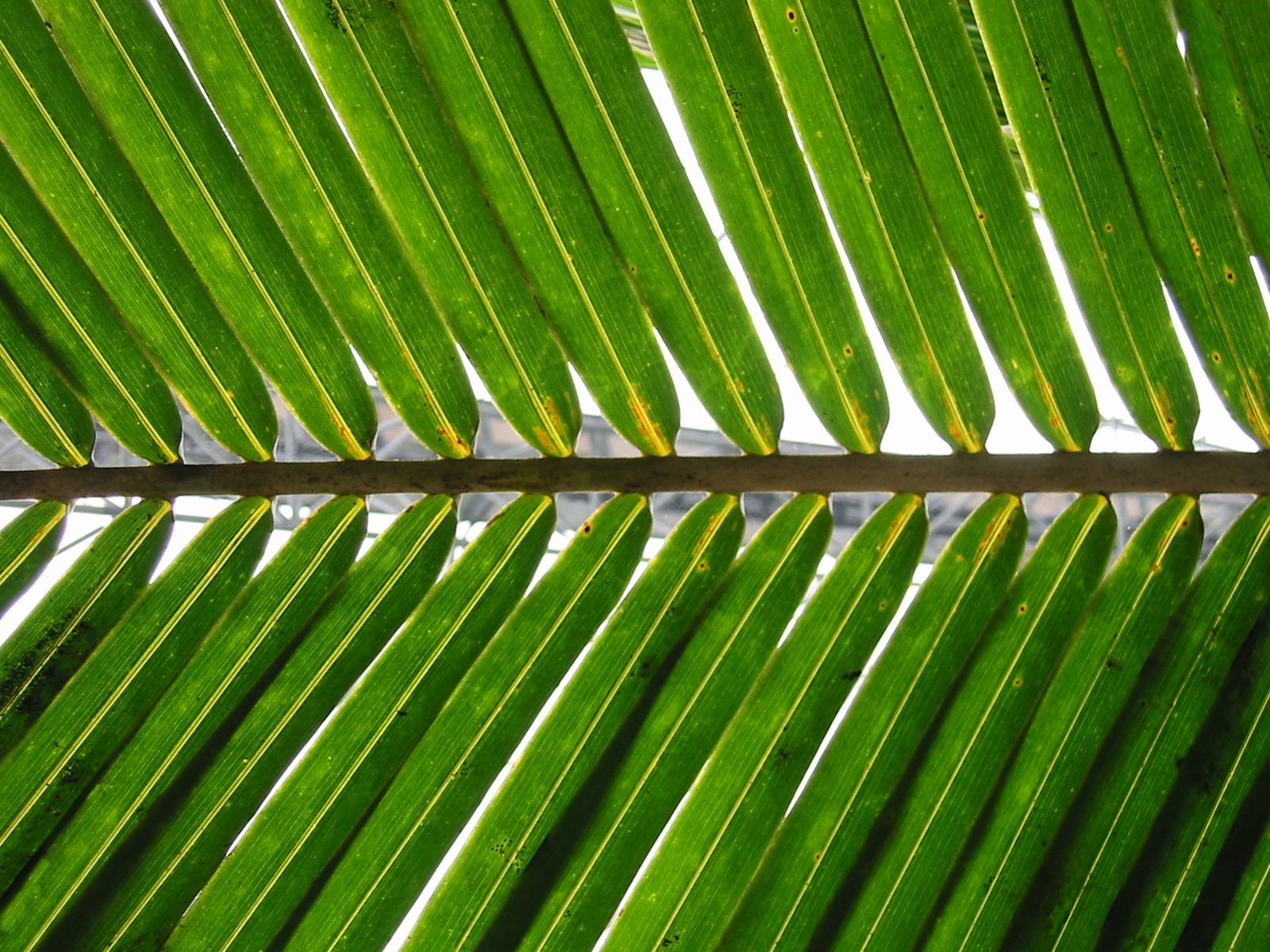 File:Palm frond.jpg