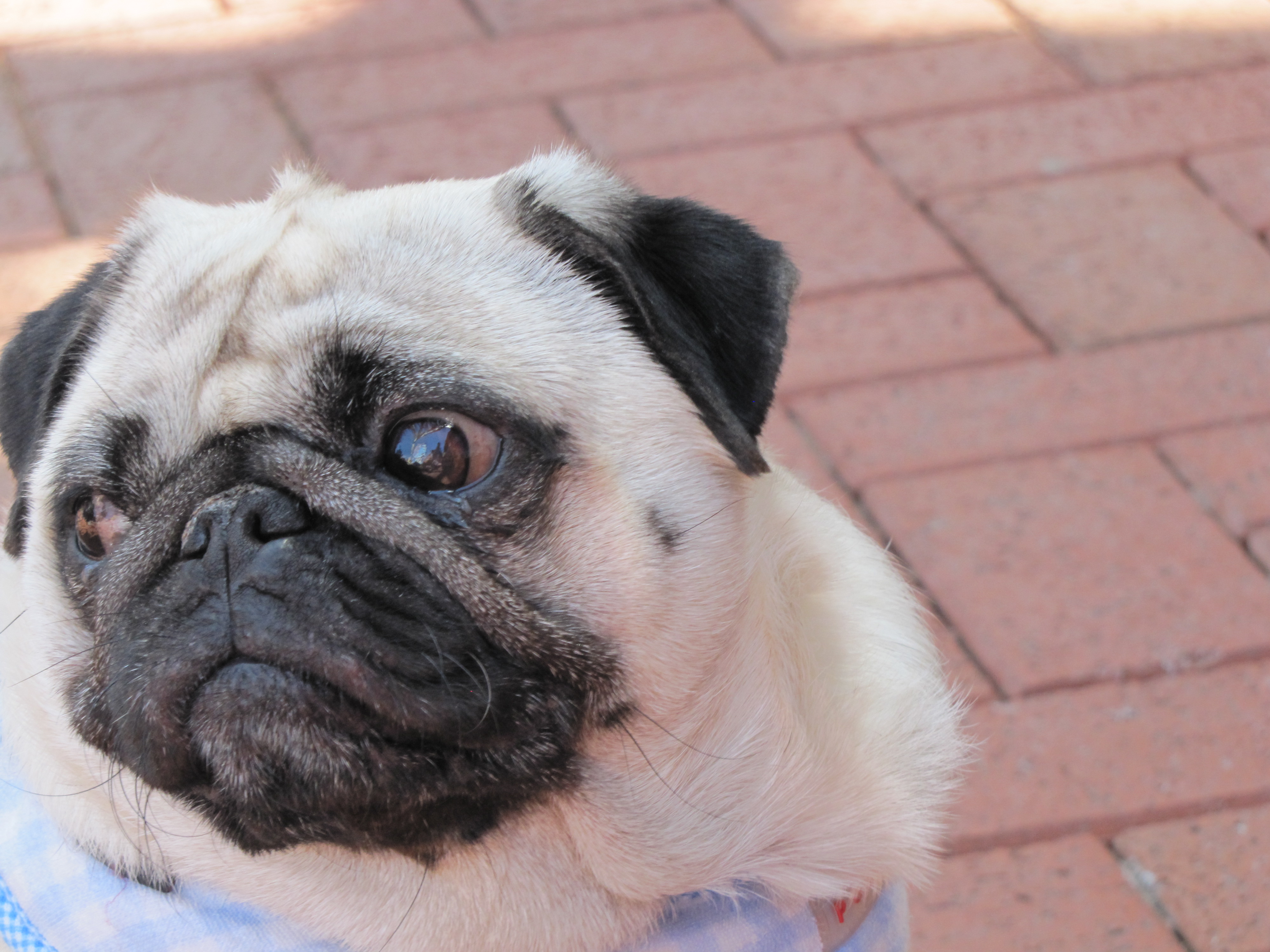 Pug Fawn