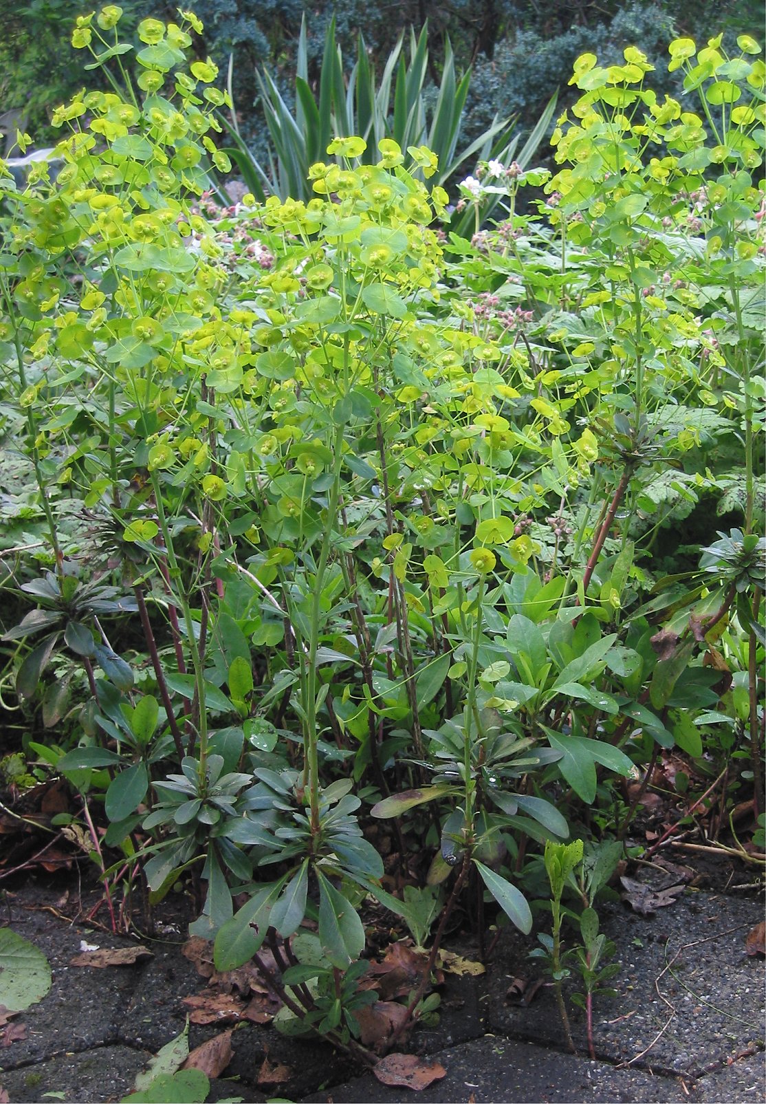 http://upload.wikimedia.org/wikipedia/commons/d/d5/Amandelwolfsmelk_Euphorbia_amygdaloides_plant.jpg