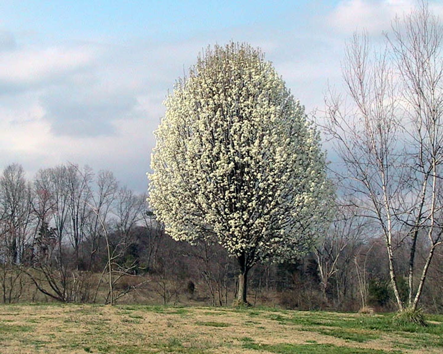 Asian pear tree in kentucky