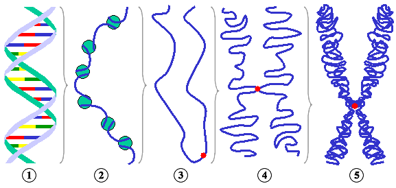 Figura 2:: Diferentes níveis de condensação do DNA. (1) Cadeia simples de DNA . (2) Filamento de cromatina (DNA com histonas). (3) Cromatina condensada em interfase com centrómeros.  (4) Cromatina condensada em profase. (Existem agora duas cópias da molécula de DNA) (5) Cromossoma em metafase