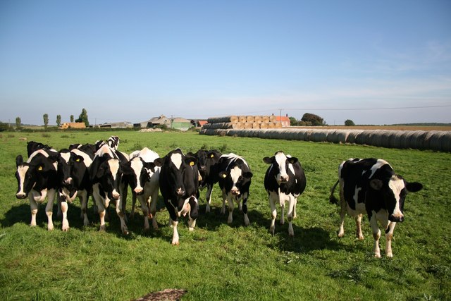 Inquisitive cows - geograph.org.uk - 242558
