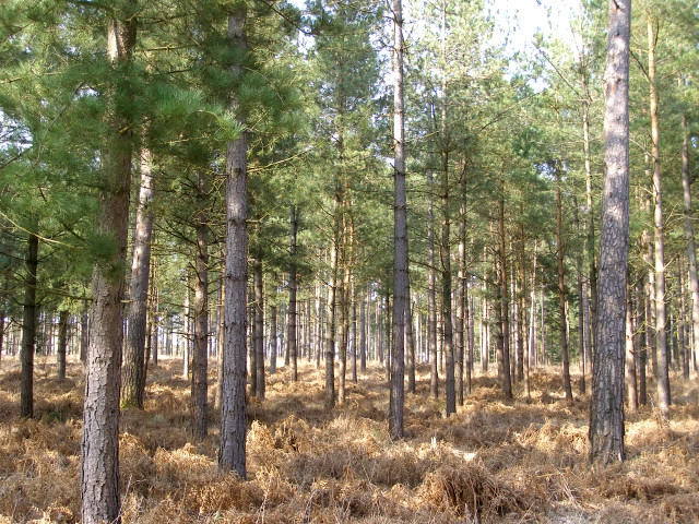 Scots pine trees in the Alderhill Inclosure, New Forest - geograph.org.uk - 156912