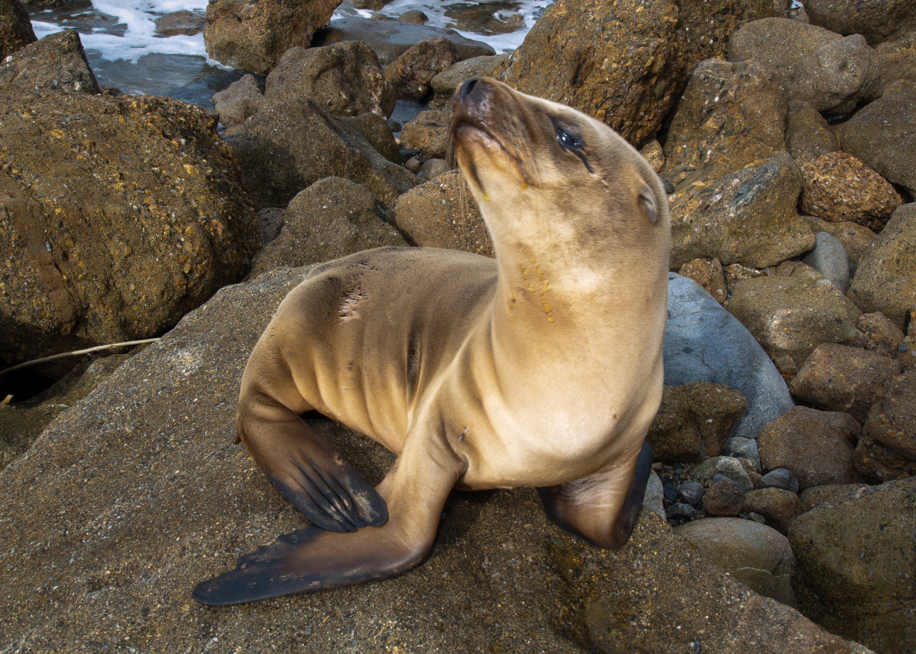 Sea Lions Pups