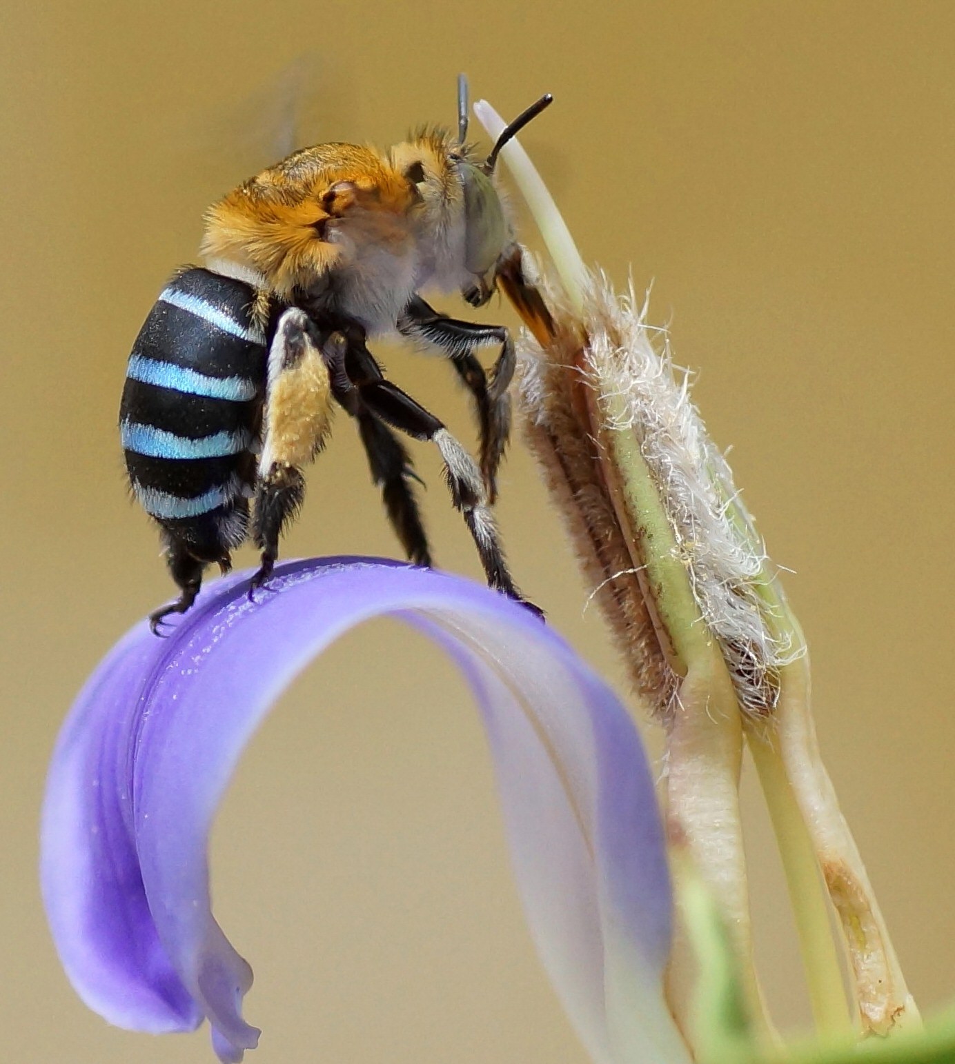 Long-tongued Amegilla cingulata bee on long tube of Acanthus ilicifolius flower