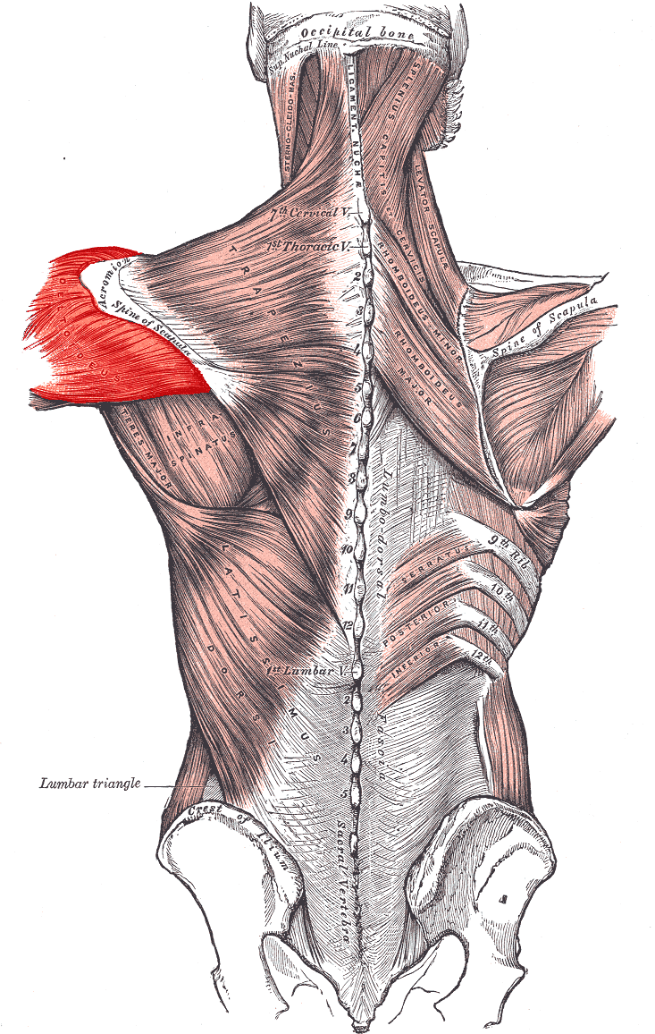 Deltoideus_posterior.PNG