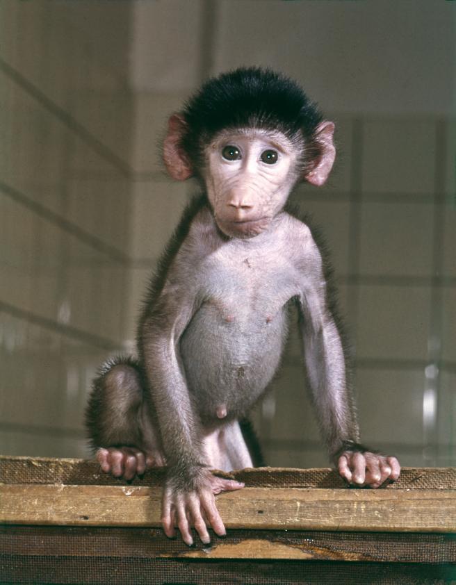 Jonge_mantelbaviaan_Baby-baboon.jpg