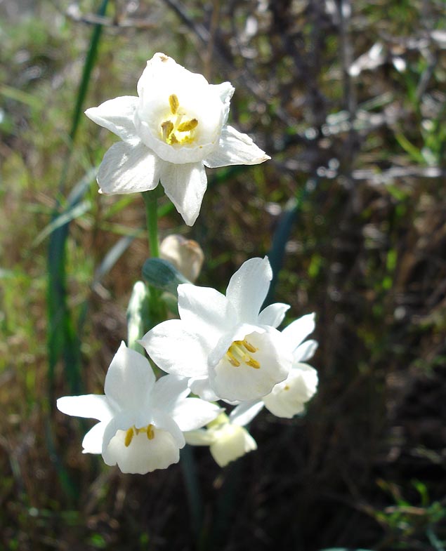  باللاتينية: Narcissus yepesii موطنه إسبانيا