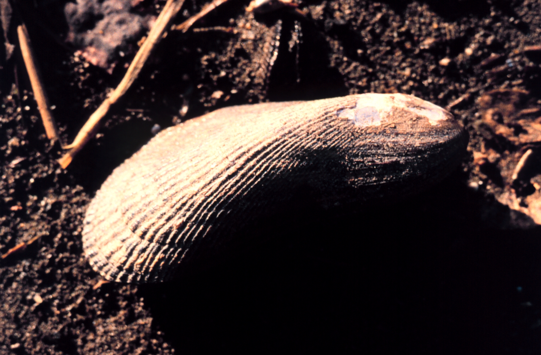 Link to ribbed mussel photo on Wikimedia Commons
