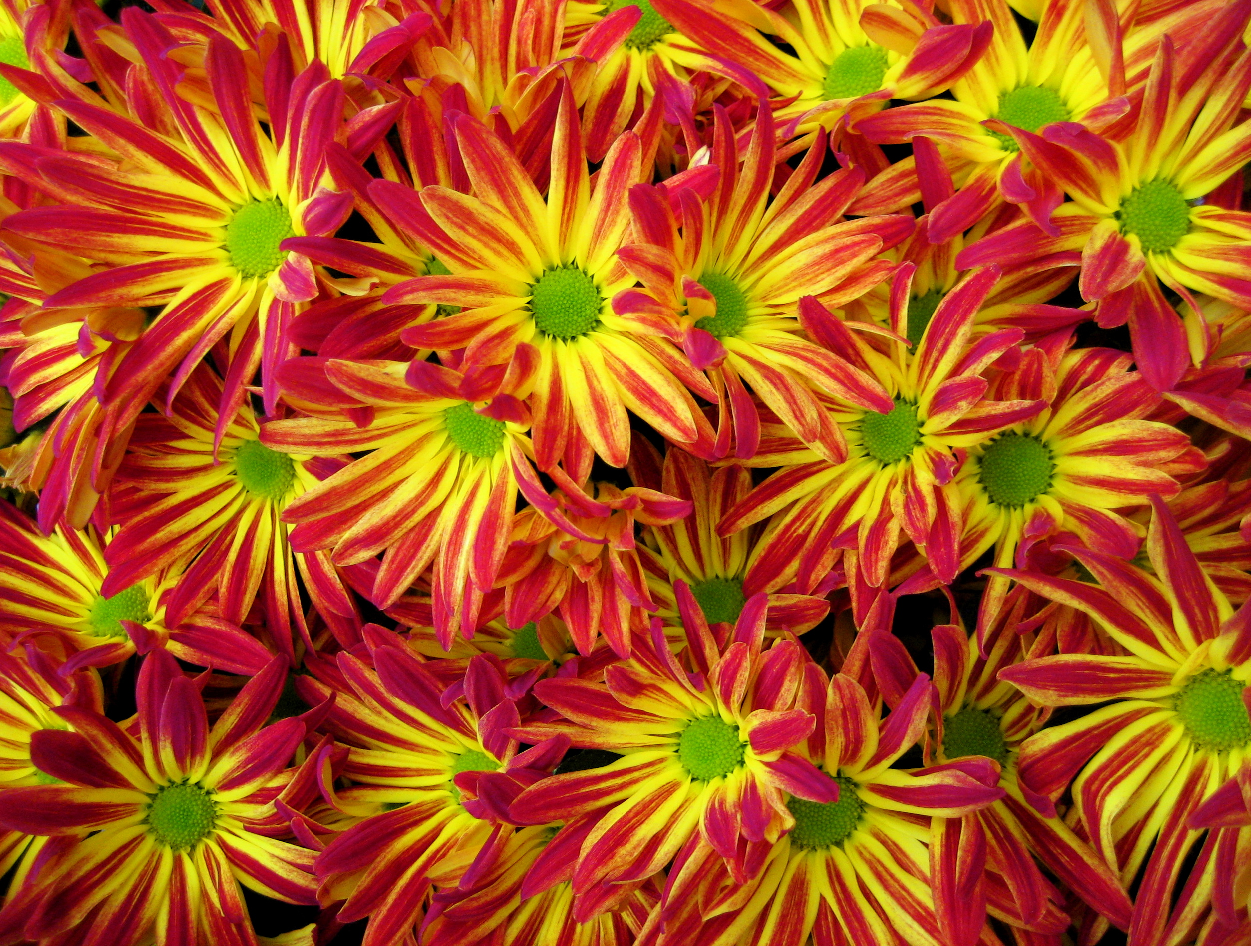 Description Red and yellow Chrysanthemums.jpg