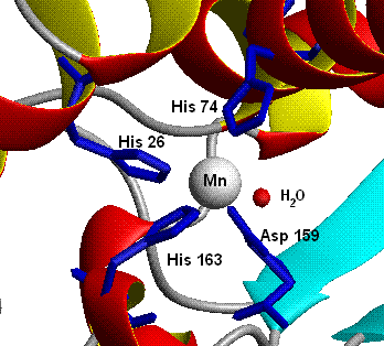 active site of Mn human mitochondrial superoxi...