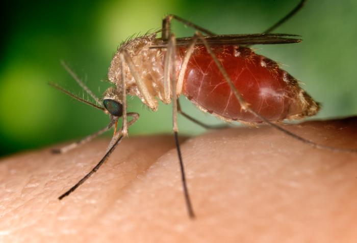 West Nile Virus signs, symptoms and prevention tips