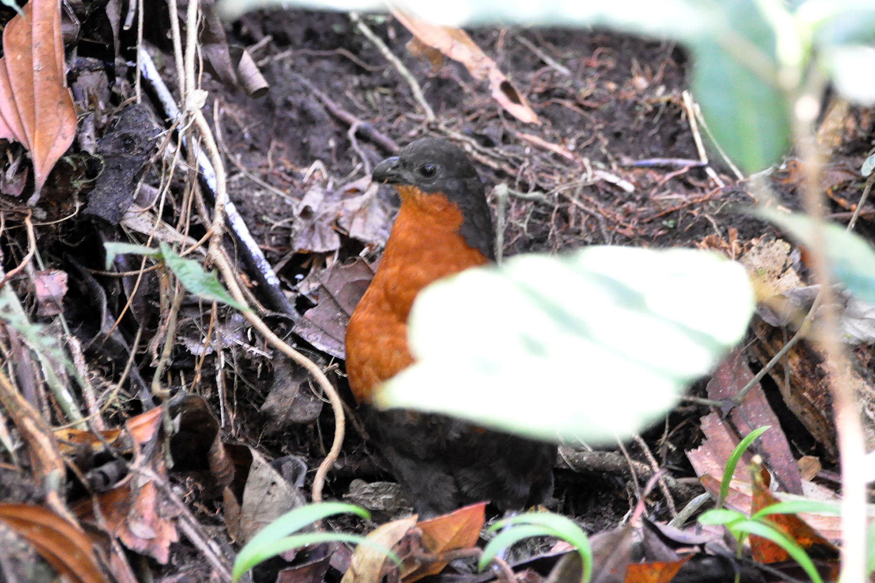 Wood Quail