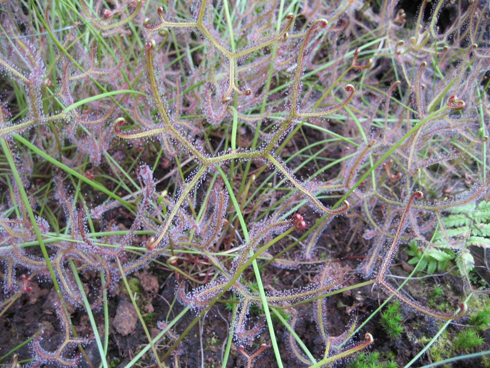 Drosera Binata