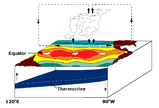 Via Wikipedia: Condiciones de El Niño. El pool de agua caliente va hacia la costa sudamericana. Ausencia de movimientos de agua fría incrementan el calentamiento
