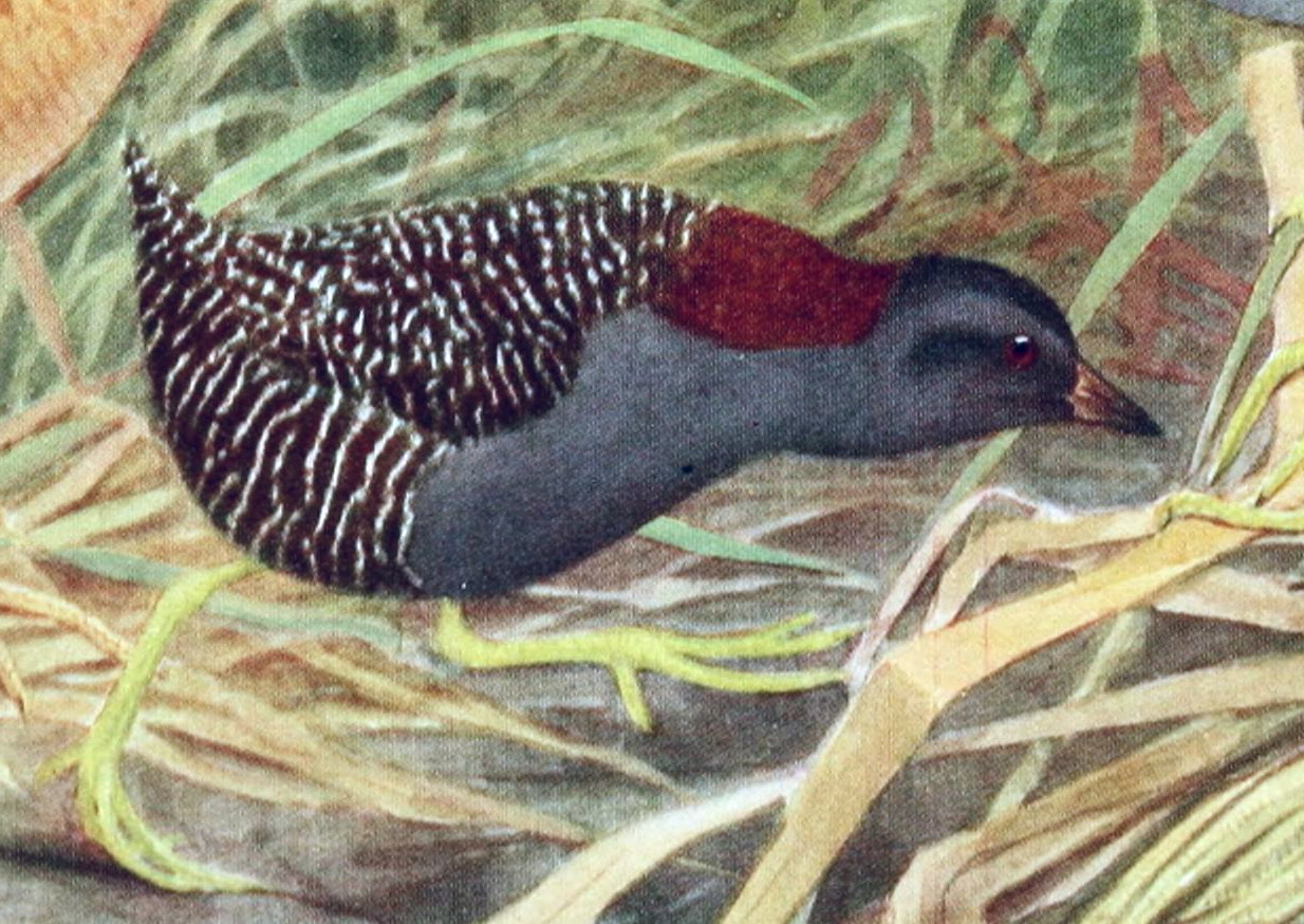 Laterallus jamaicensis image