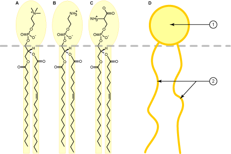 Esteroides estructura y funcion