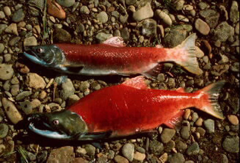 Pictures Of Sockeye Salmon - Free Sockeye Salmon pictures 