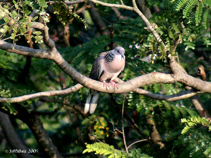 Spotted_Dove-_calling_I_IMG_5142.jpg