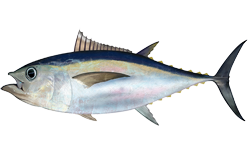 Glápari (Thunnus obesus)