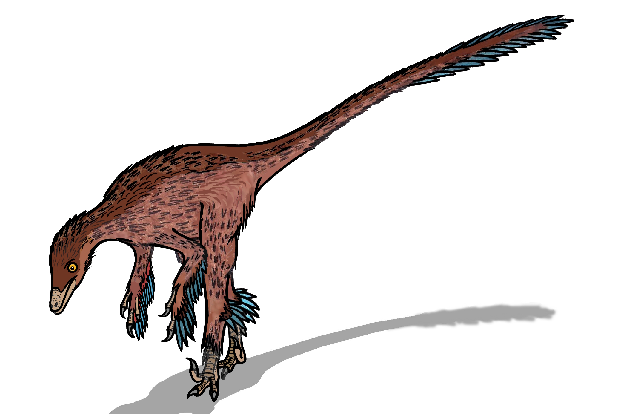 Troodon_formosus_(feathers).JPG