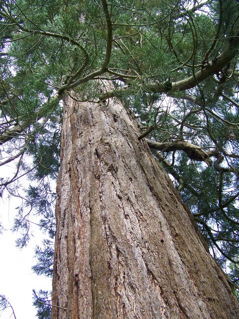 Sequoiadendron Giganteum Wellingtonia